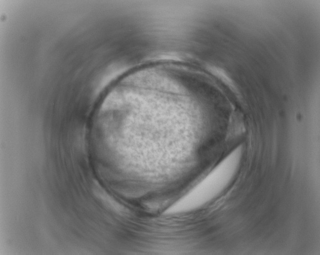 X0000065981404200603172103