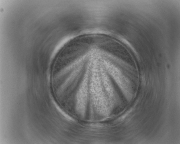 X0000065981416200603172104