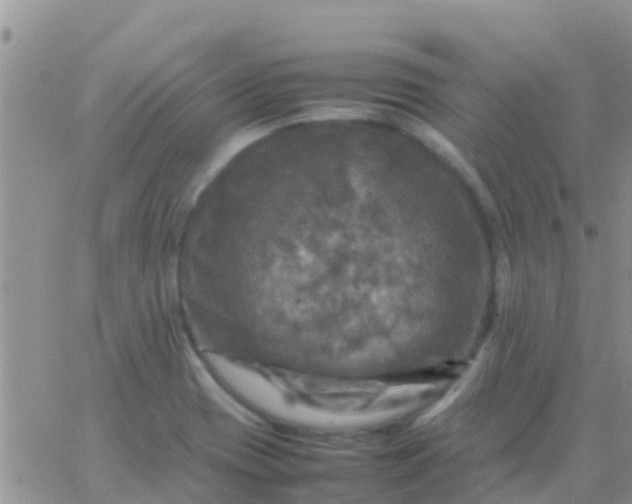 X0000065981417200603172104