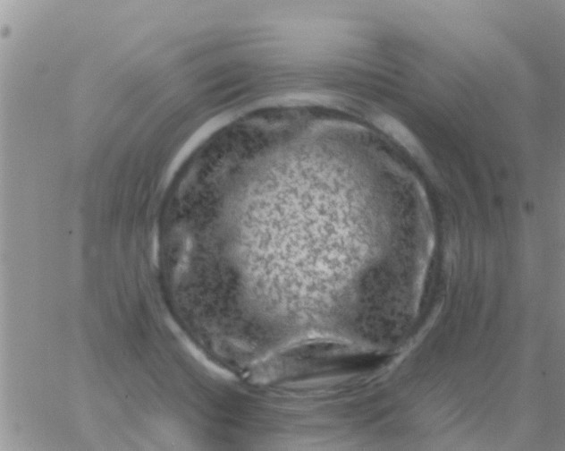 X0000065981420200603172104