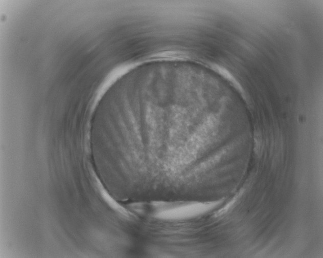 X0000065981421200603172104