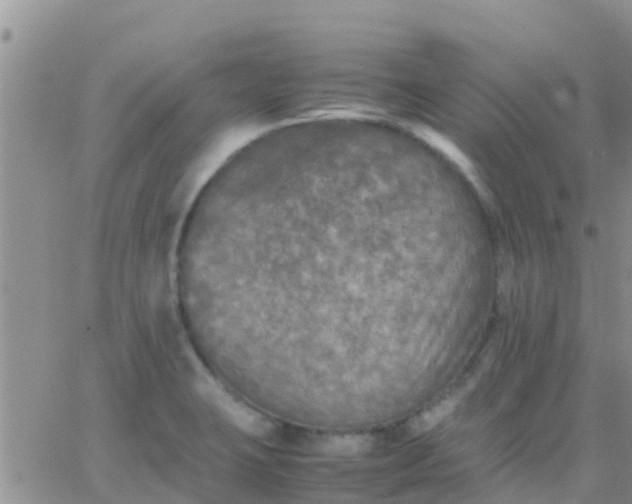 X0000065981423200603172104