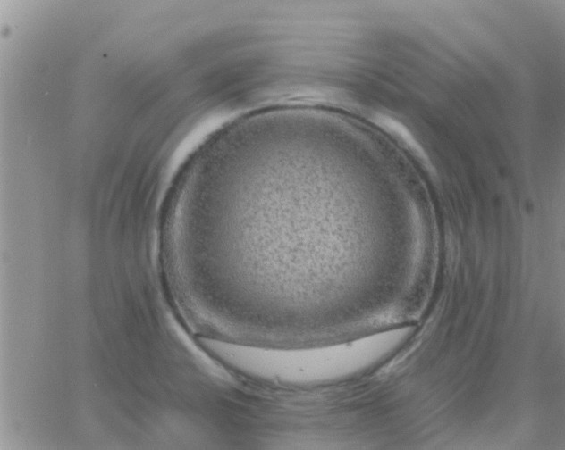 X0000065981424200603172104