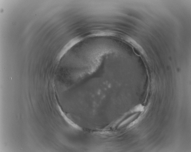 X0000065981425200603172104