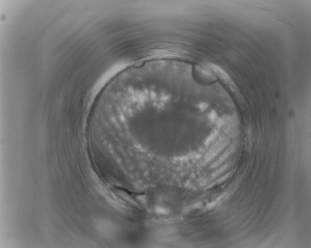 X0000065981427200603172104