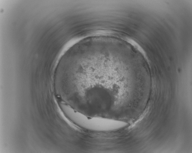 X0000065981429200603172104