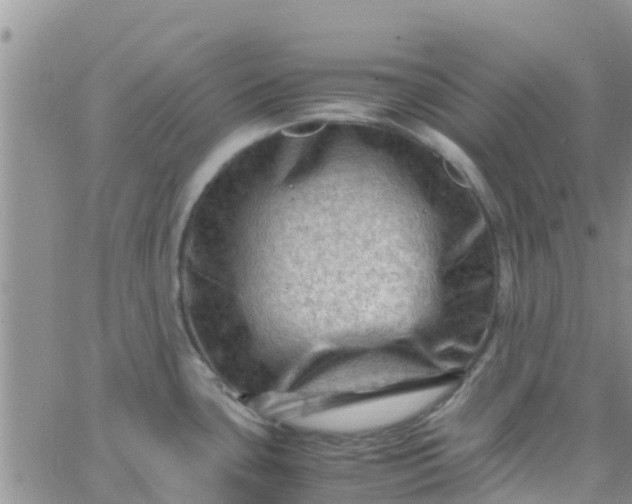 X0000065981435200603172104