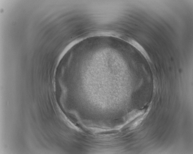 X0000065981436200603172104