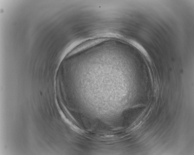 X0000065981439200603172104