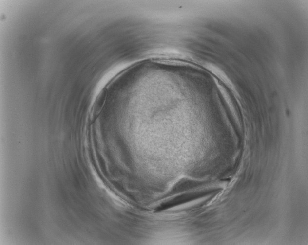 X0000065981440200603172104