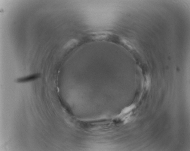 X0000065981441200603172103