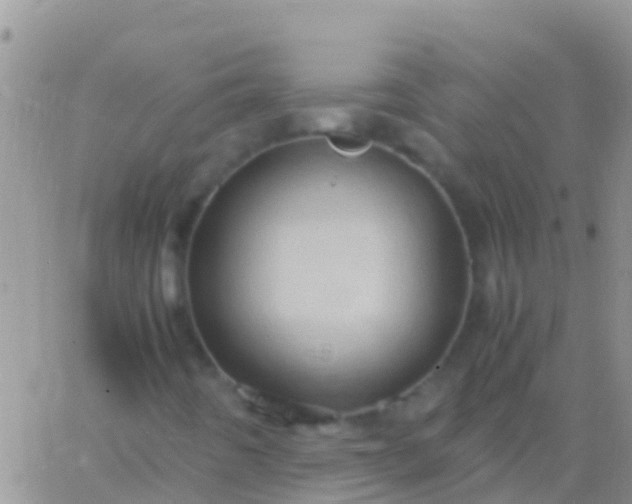 X0000065981442200603172103