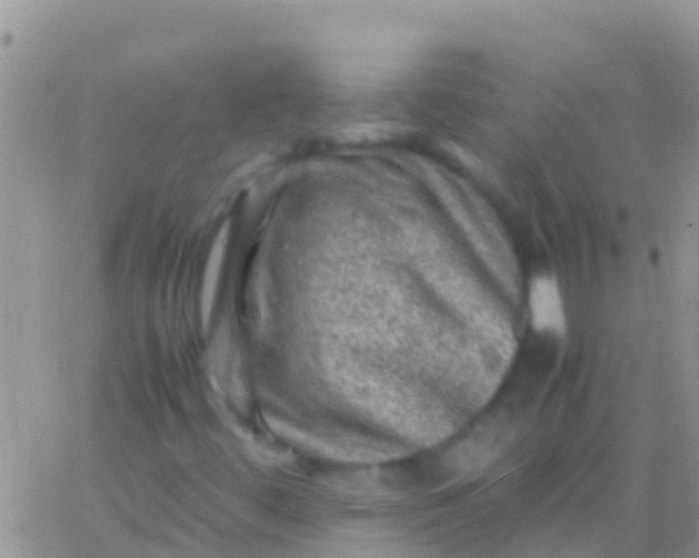 X0000065981444200603172103