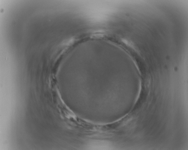 X0000065981445200603172103