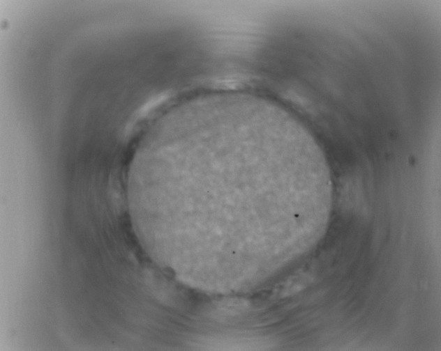 X0000065981446200603172103