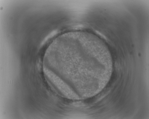 X0000065981447200603172103