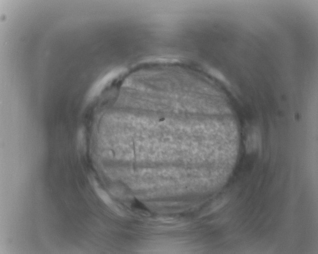 X0000065981448200603172103