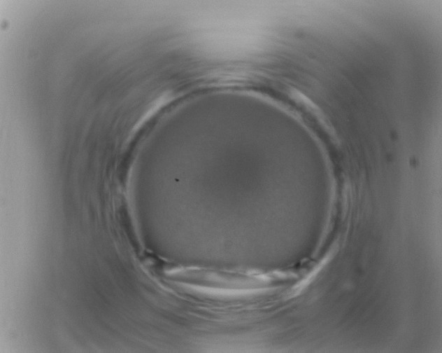 X0000065981449200603172103