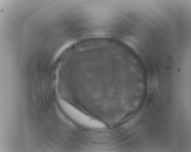 X0000065981450200603172103