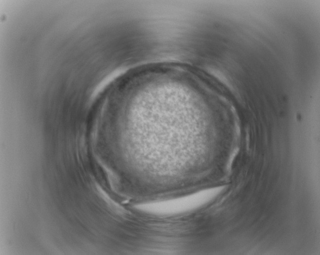 X0000065981452200603172103