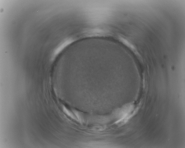 X0000065981453200603172103