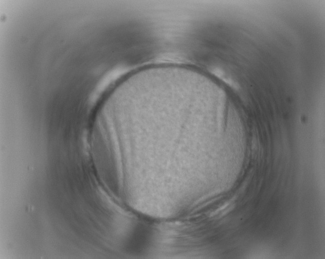 X0000065981454200603172103