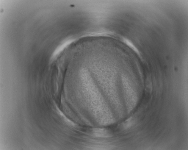 X0000065981456200603172103