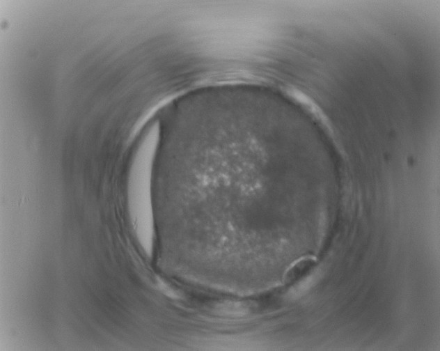 X0000065981457200603172103