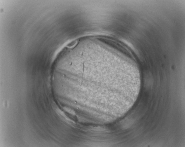 X0000065981460200603172103