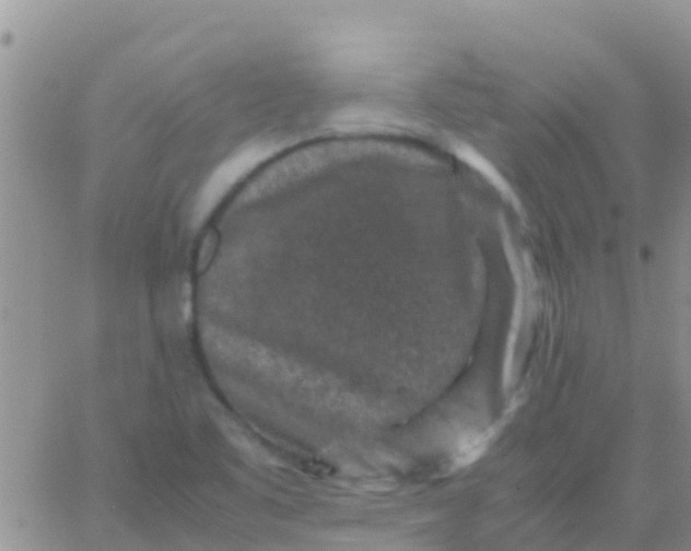 X0000065981461200603172103