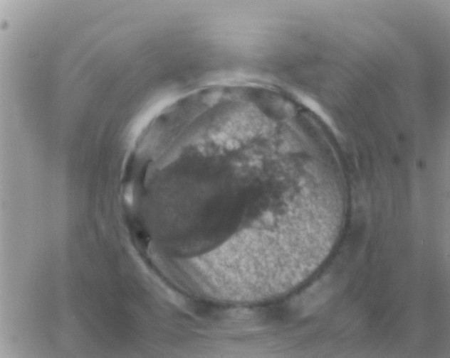 X0000065981463200603172103