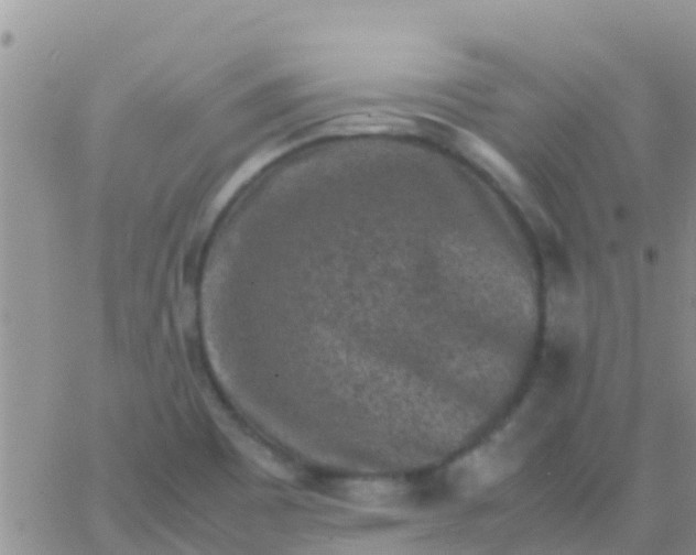 X0000065981465200603172103