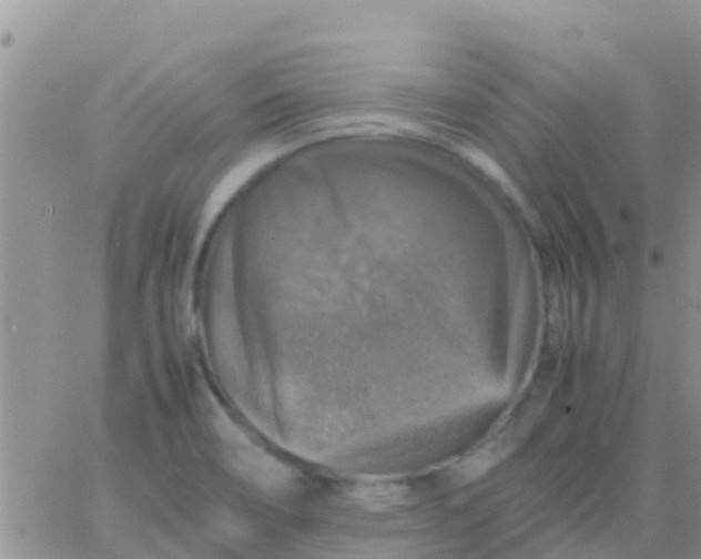 X0000065981466200603172103