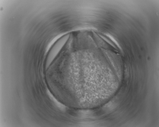 X0000065981468200603172103