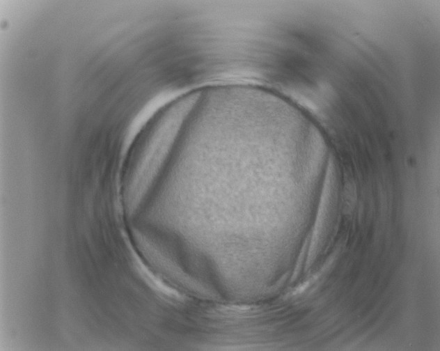 X0000065981470200603172103