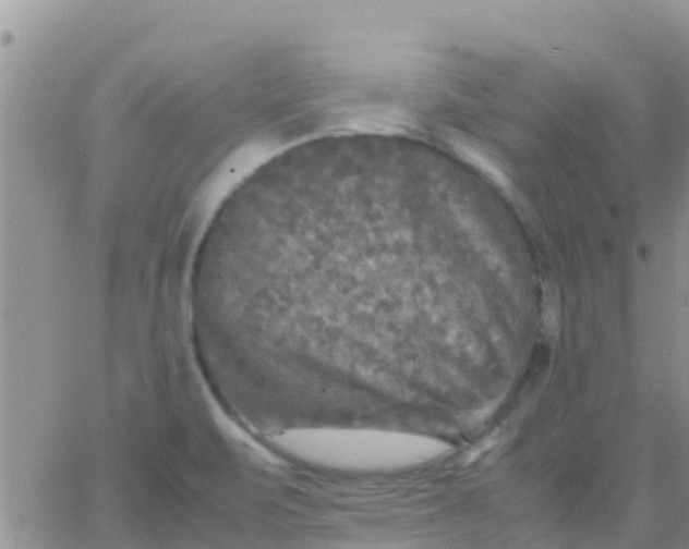 X0000065981471200603172103