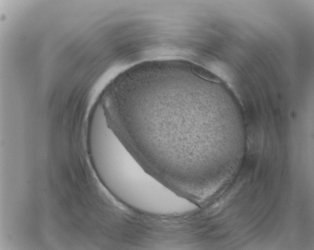 X0000065981472200603172103