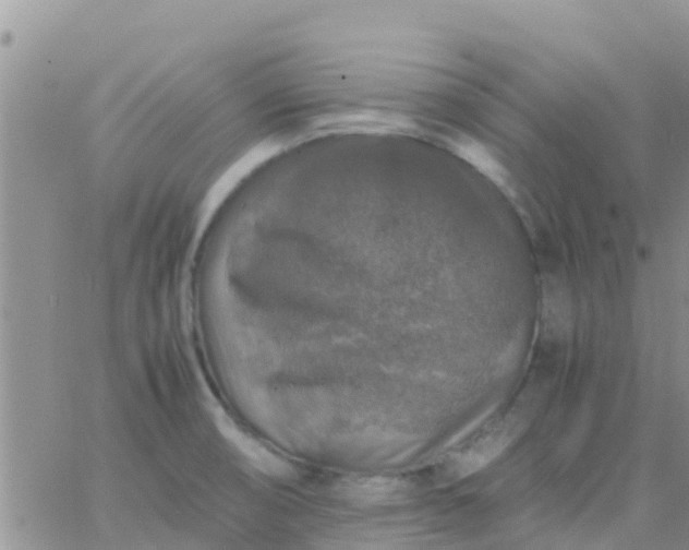 X0000065981474200603172103