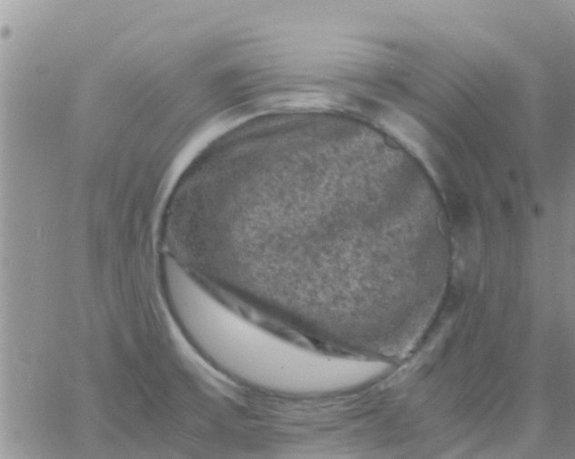 X0000065981475200603172103