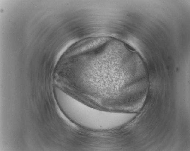 X0000065981476200603172103