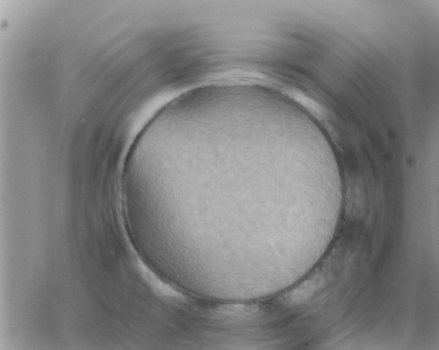 X0000065981478200603172103