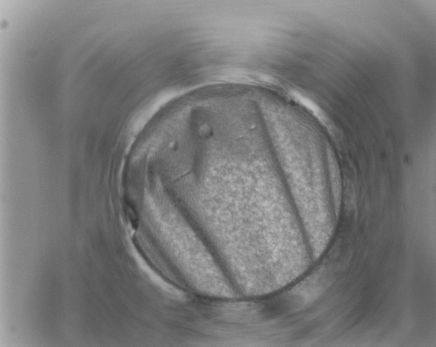 X0000065981479200603172103