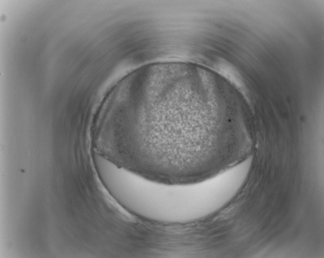 X0000065981480200603172103