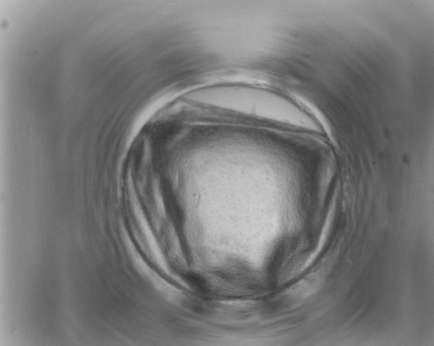 X0000065981483200603172102