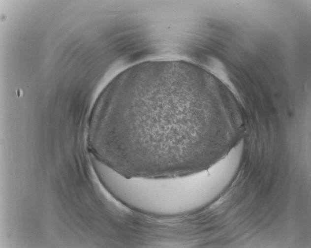 X0000065981484200603172102