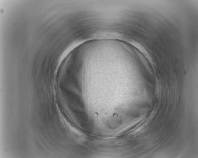 X0000065981486200603172102