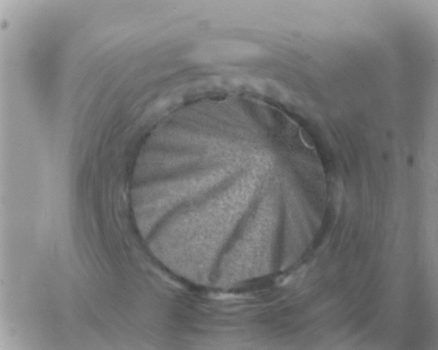 X0000065981489200603172102