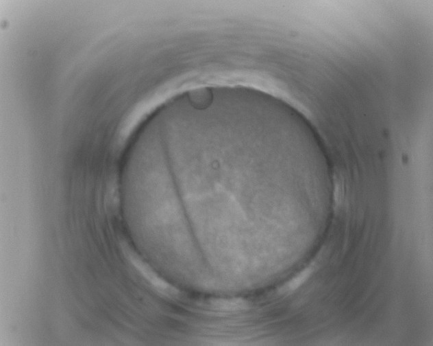 X0000065981498200603172102