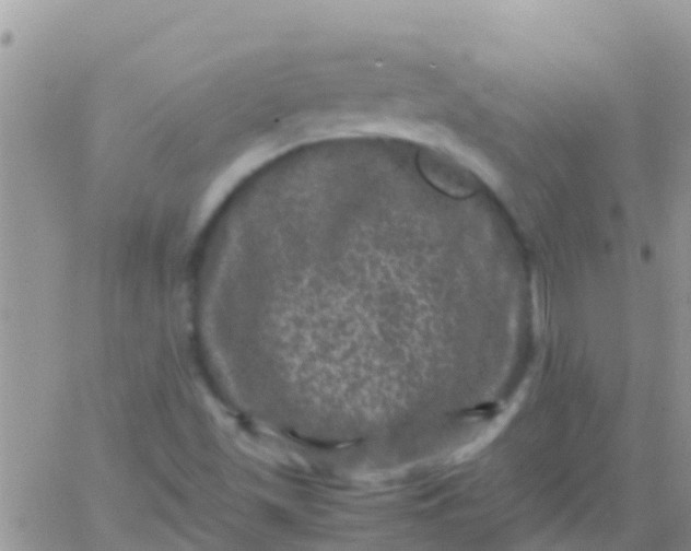 X0000065981501200603172102