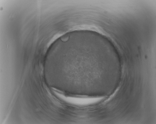 X0000065981505200603172102